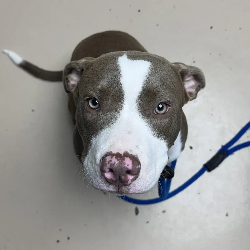 A baby medium-sized female Brown / Chocolate Staffordshire Bull Terrier dog named Daisy for adoption in Perkiomenville, PA