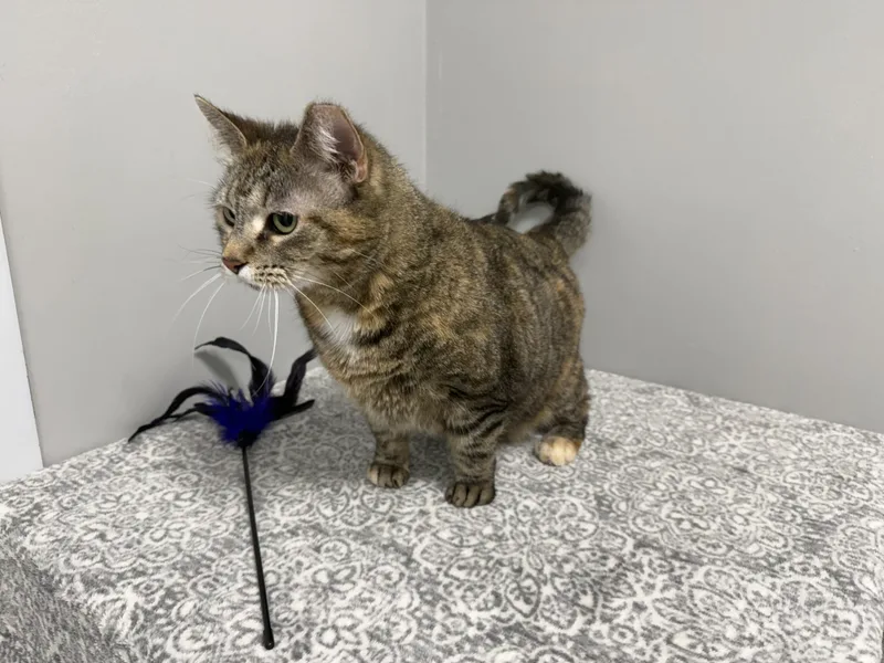 A senior large-sized female Torbie Domestic Short Hair cat named Marnie for adoption in Frankfort, IN