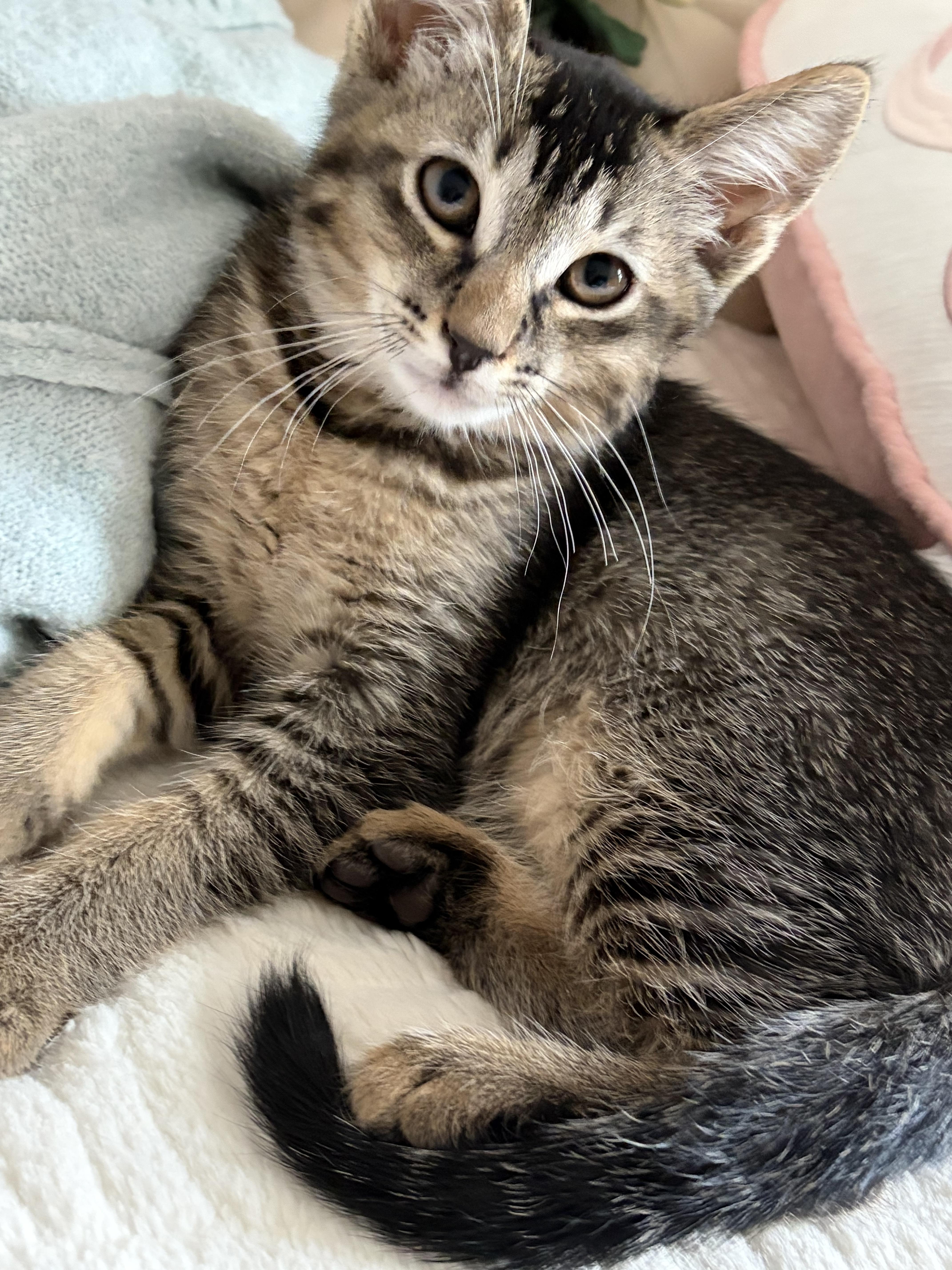 A baby small-sized female Tabby (Gray / Blue / Silver) Domestic Short Hair cat named Pickles & Olive for adoption in Thomaston, CT