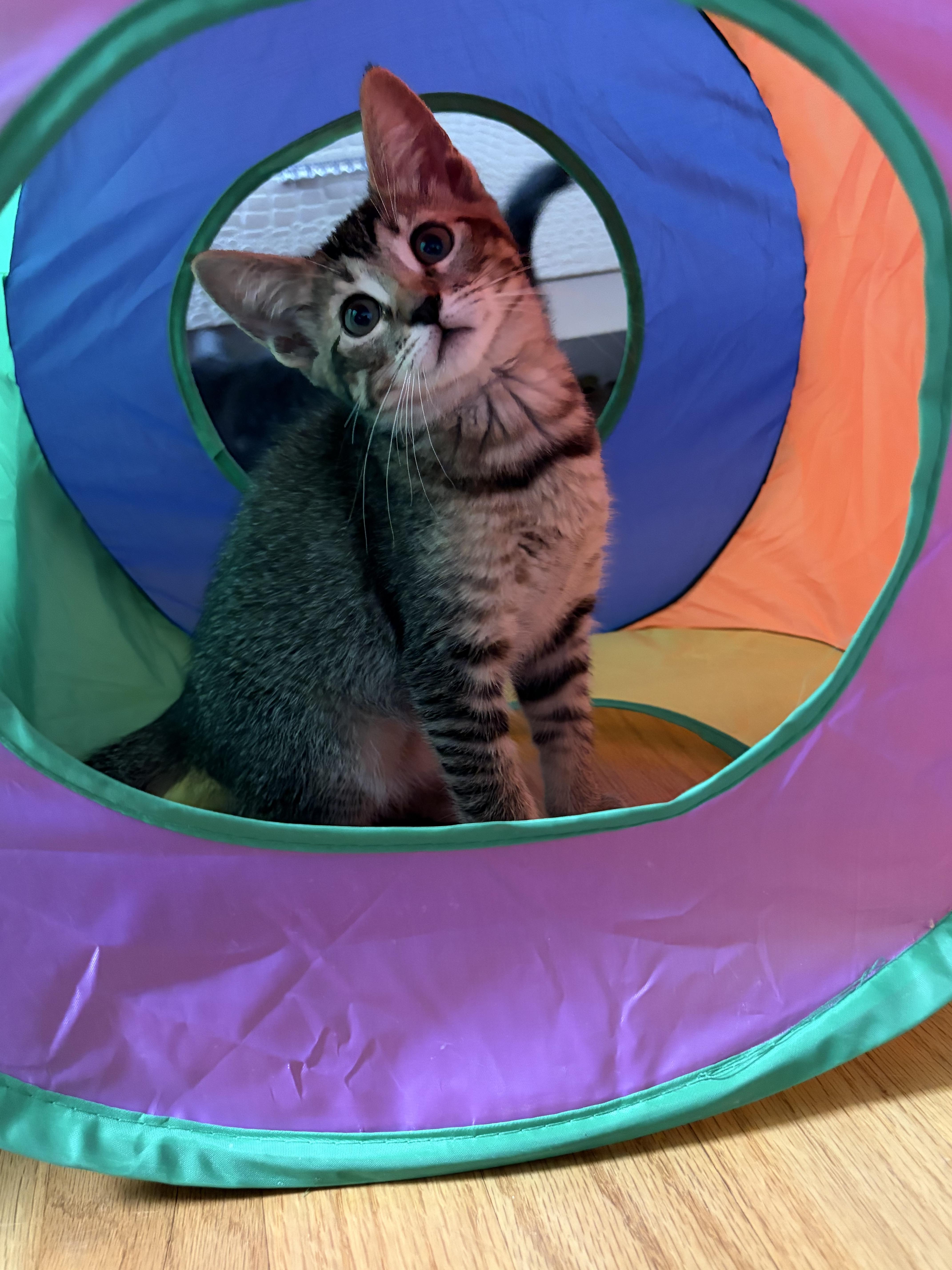 Pickles & Olive thumbnail 2