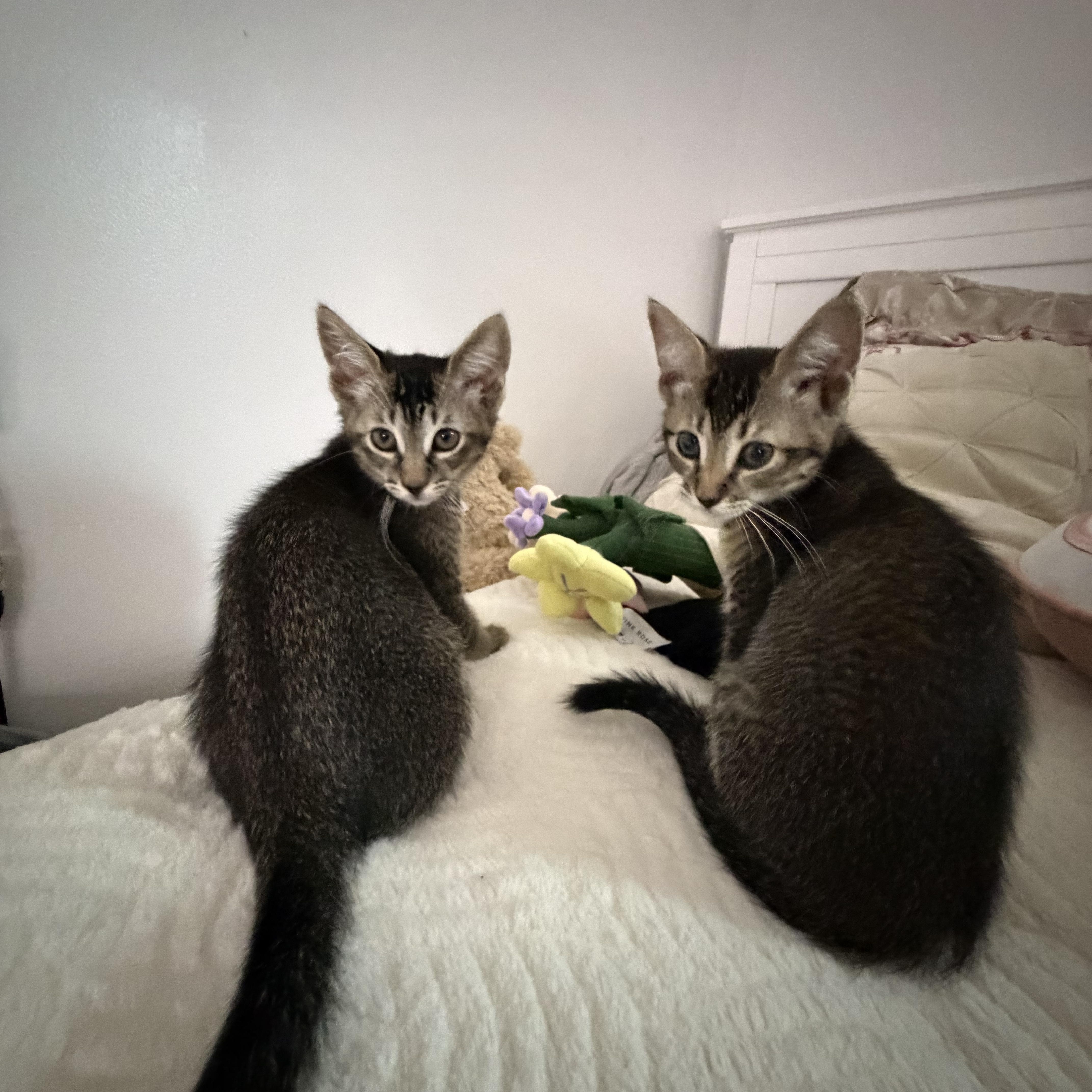 Pickles & Olive thumbnail 3