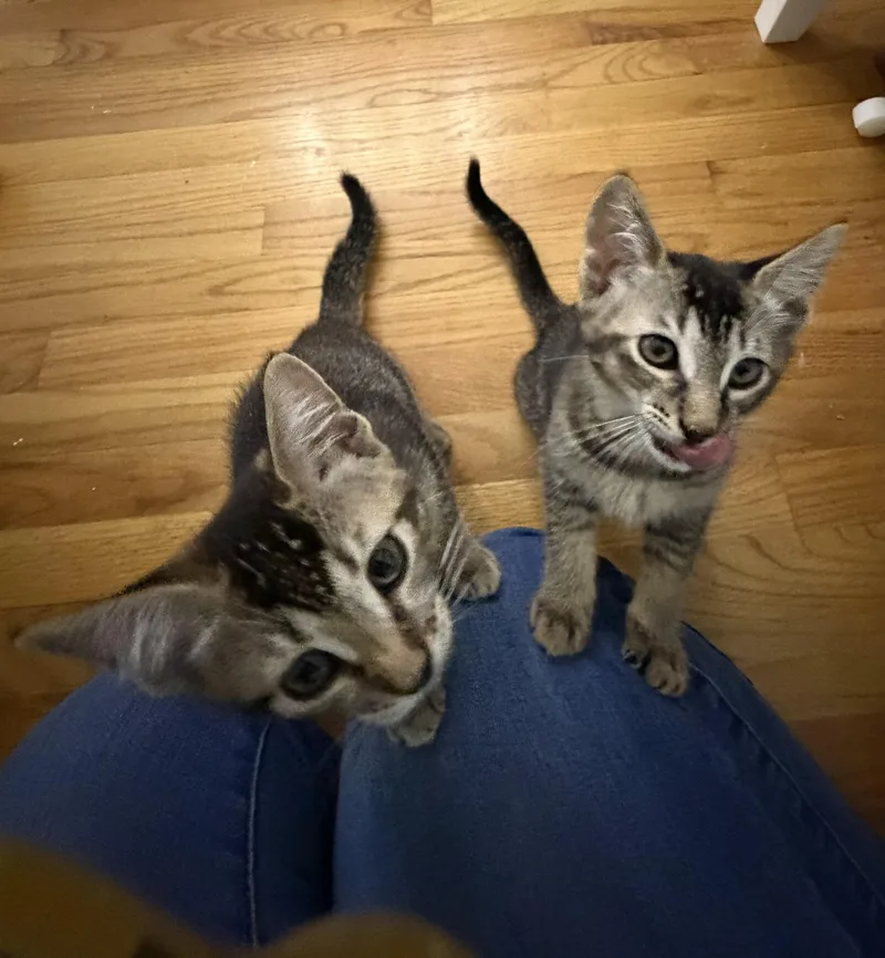 Pickles & Olive thumbnail 4