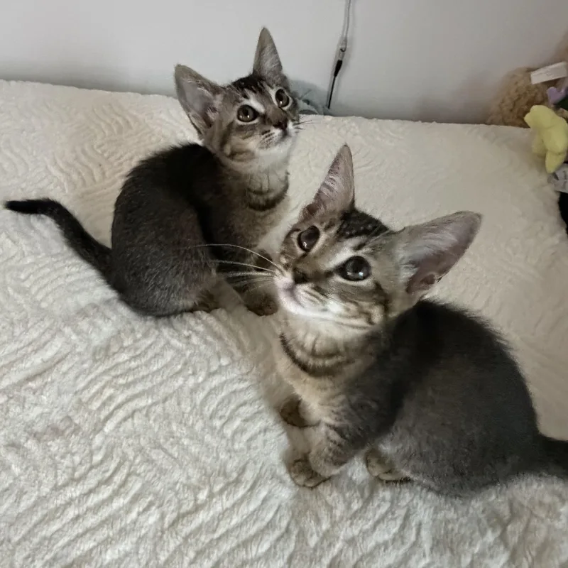 Pickles & Olive thumbnail 5