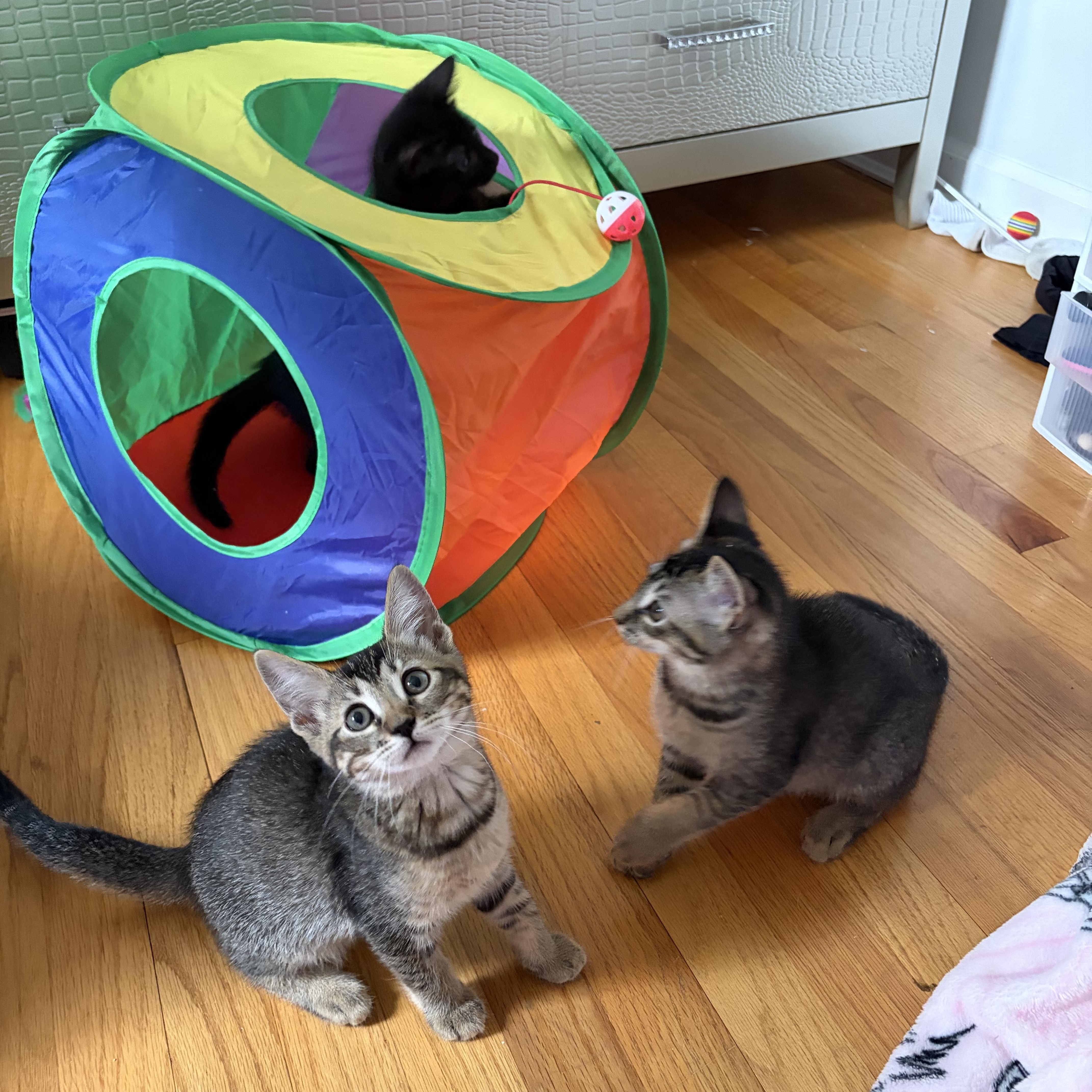 Pickles & Olive thumbnail 6