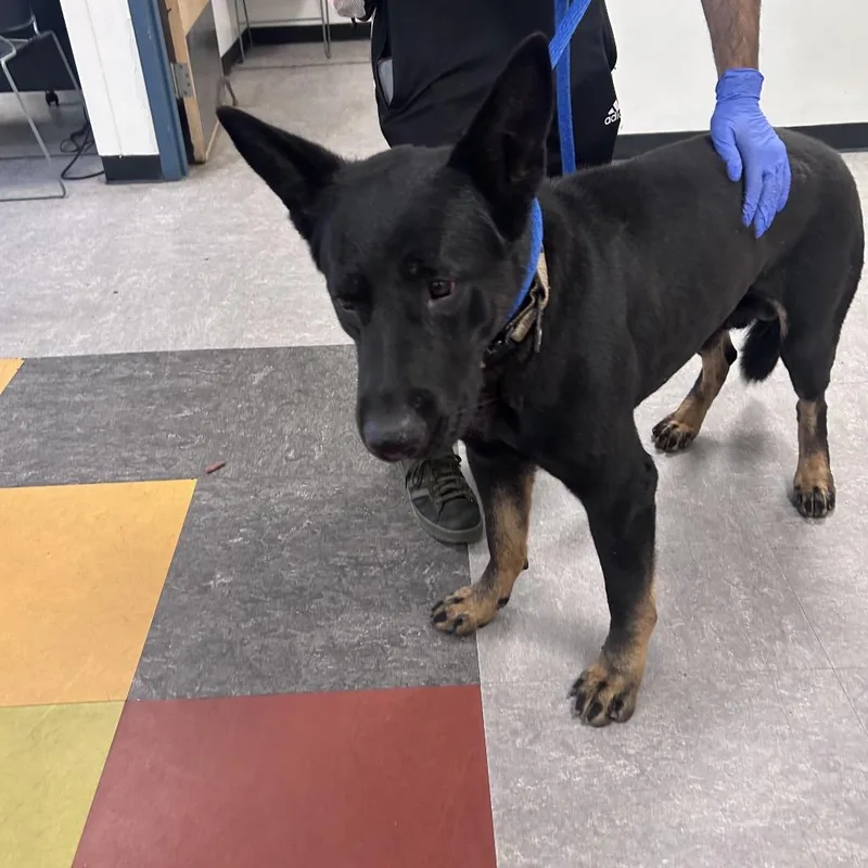 An adult medium-sized male Black Mixed Breed dog named Bear Trucker for adoption in Philadelphia, PA