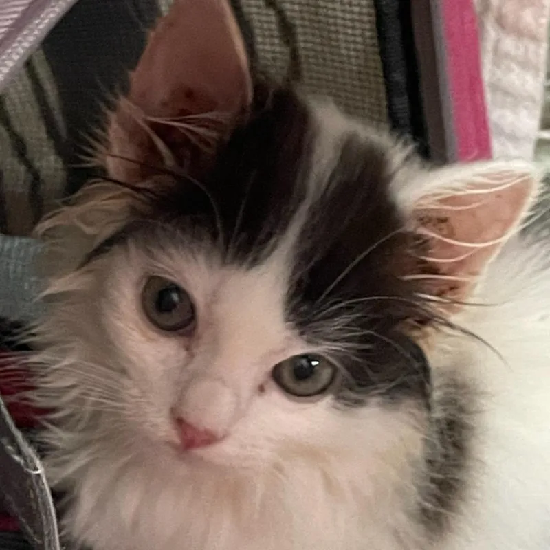 A baby small-sized female White Domestic Short Hair cat named Sylvia In Stevensville for adoption in Alexandria, VA