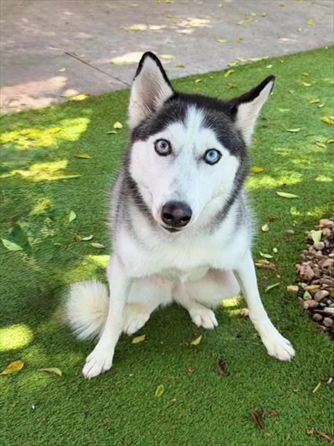 A young medium-sized female Siberian Husky dog named Layla for adoption in Fort Myers, FL