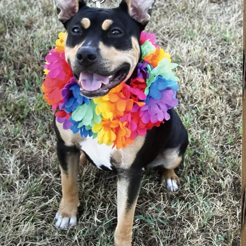 A baby medium-sized female Black Pit Bull Terrier dog named Ellie Mae for adoption in Hutchinson, KS