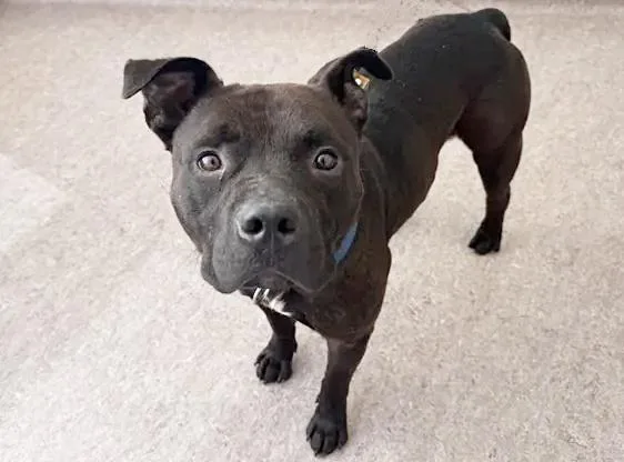 A young large-sized male Pit Bull Terrier dog named Darby for adoption in Saint Louis, MO