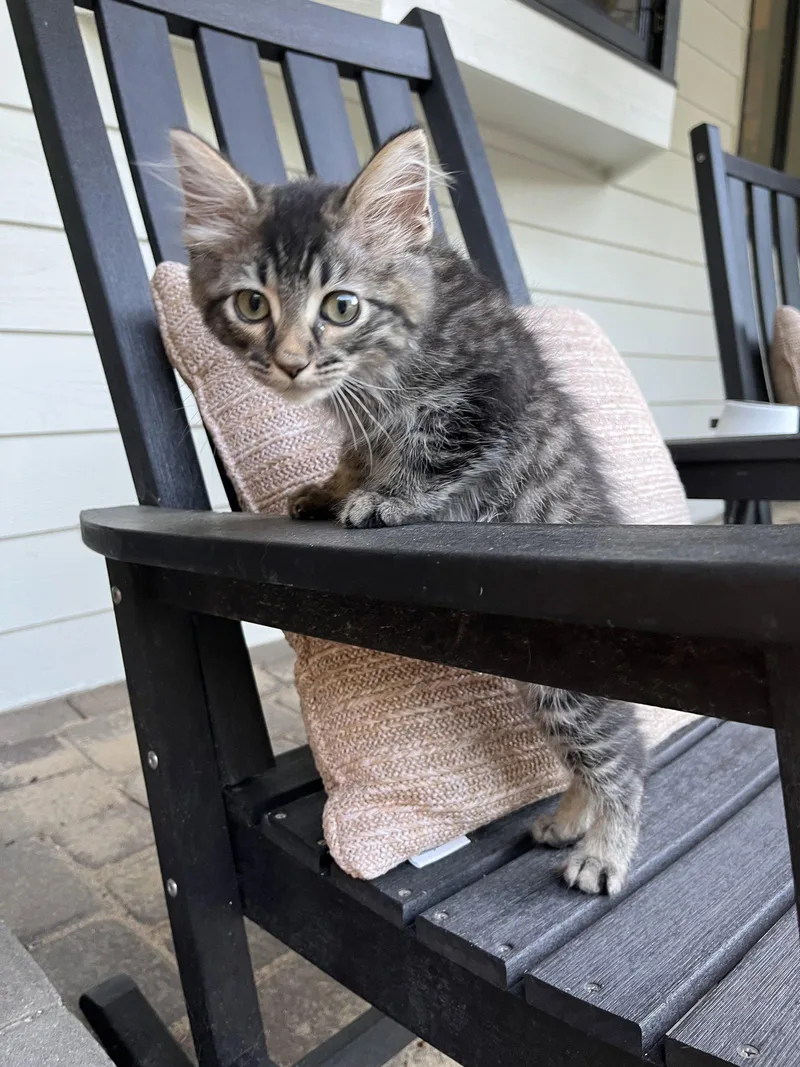 A young medium-sized male Domestic Medium Hair cat named Bobby for adoption in Zimmerman, MN