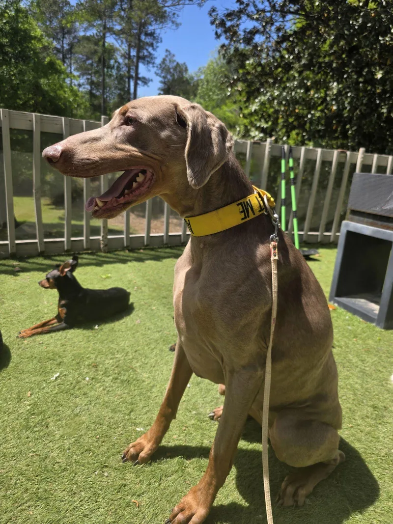 Marley Mae thumbnail 2