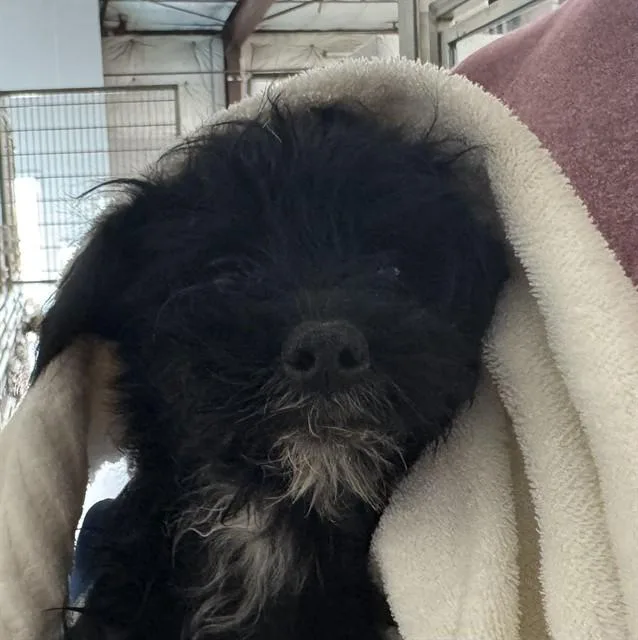 A baby small-sized female Terrier dog named A for adoption in Tucson, AZ