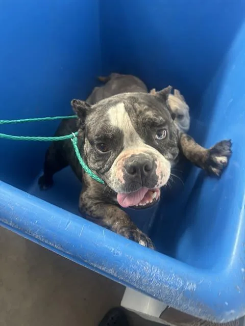 An adult medium-sized female Mixed Breed dog named Lisa Rae for adoption in Dallas, TX