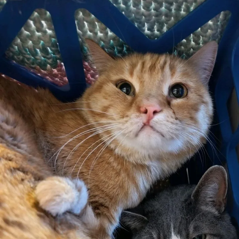 An adult medium-sized male Orange / Red Domestic Medium Hair cat named Wilbur for adoption in Norfolk, NE