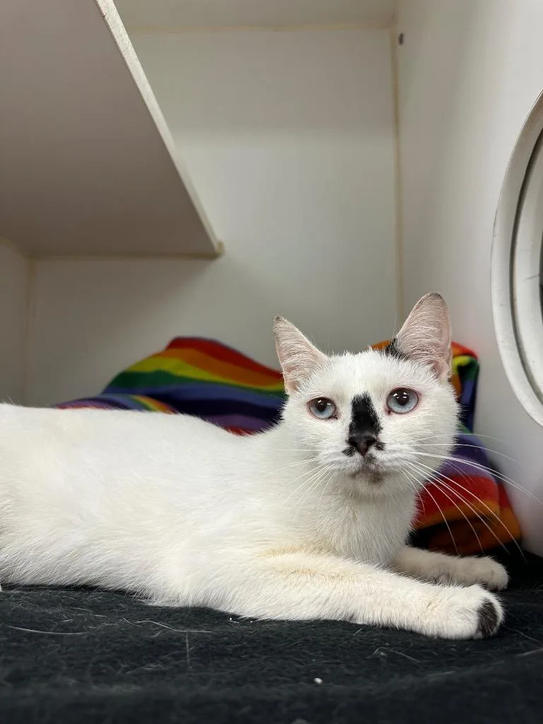 A baby medium-sized female Domestic Short Hair cat named Icy Blue for adoption in Johnson City, TN