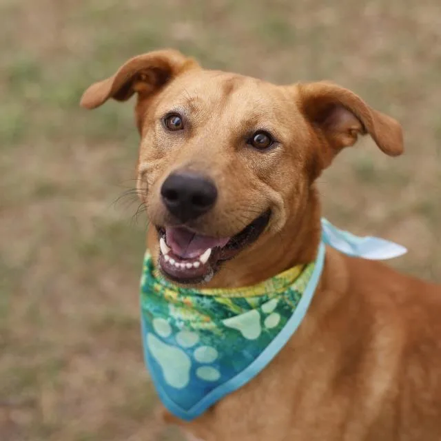 A young medium-sized male Labrador Retriever dog named Donny for adoption in San Antonio, TX