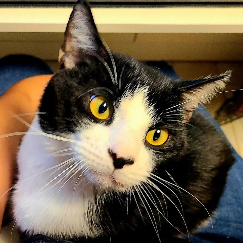 Louis Vuitton thumbnail 6