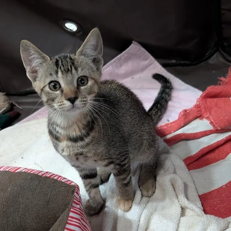 A baby medium-sized male Tabby (Brown / Chocolate) Domestic Short Hair cat named Butterfly for adoption in Reisterstown, MD