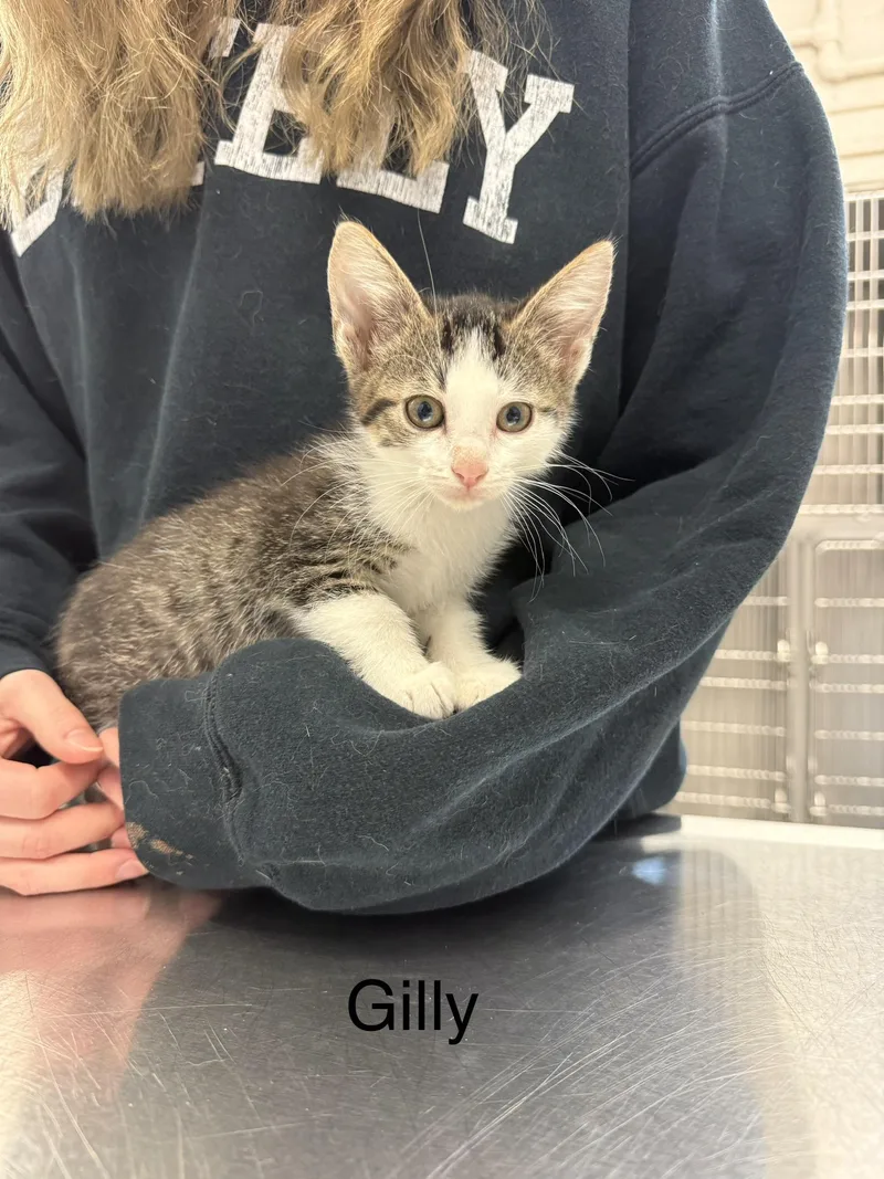 A baby small-sized female Domestic Short Hair cat named Gilly for adoption in Grand Rapids, MI