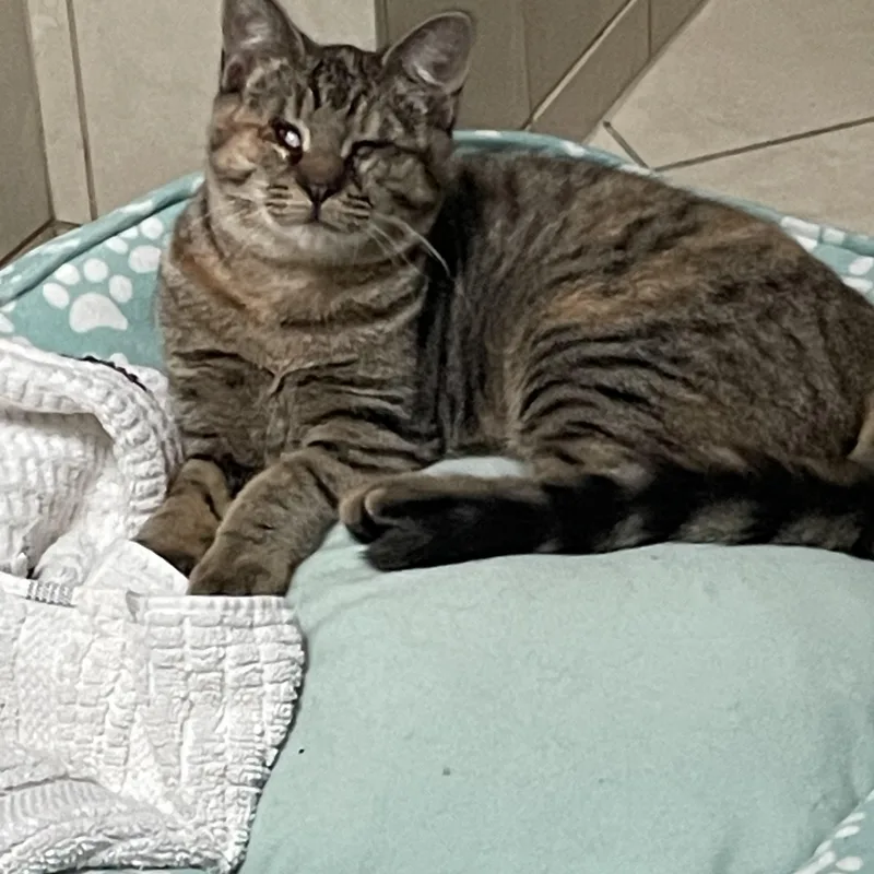 A young medium-sized female Domestic Short Hair cat named Sassy for adoption in Westfield, NJ