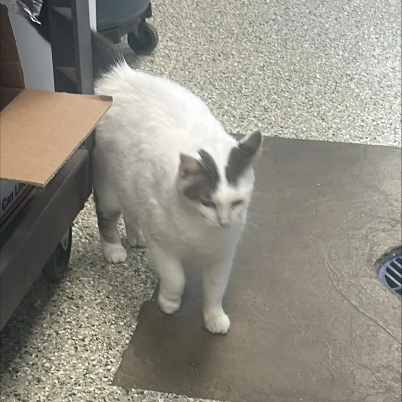 A senior large-sized female White Domestic Short Hair cat named Lala for adoption in Cedar Rapids, IA