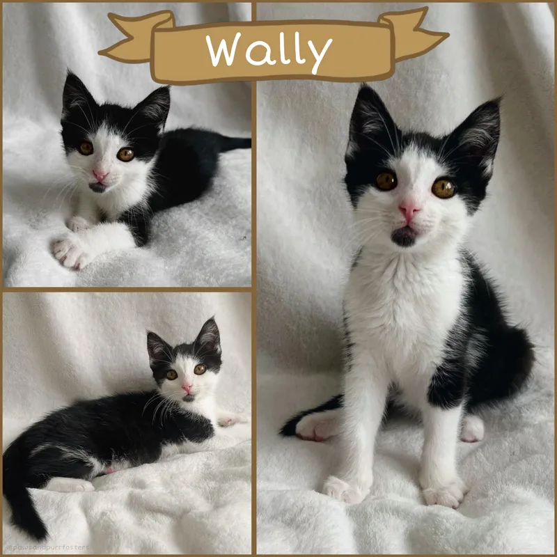 Wally thumbnail 2