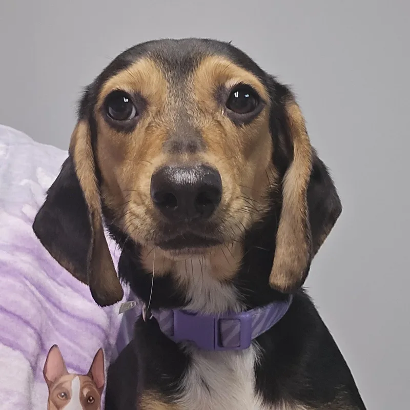 A young small-sized female Brown / Chocolate Beagle dog named Splooty for adoption in Normal, IL