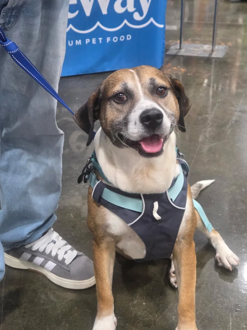 An adult medium-sized male German Shepherd Dog dog named Luke for adoption in Norfolk, VA