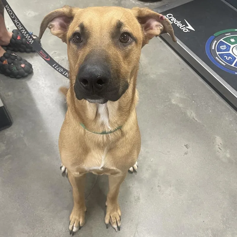 A young large-sized male Yellow / Tan / Blond / Fawn Black Mouth Cur dog named Scooby for adoption in Tampa, FL