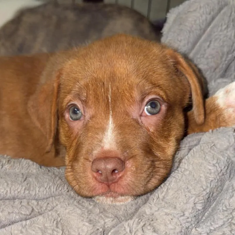 A baby medium-sized male Brown / Chocolate Pit Bull Terrier dog named Louis Vuitton for adoption in Olathe, KS