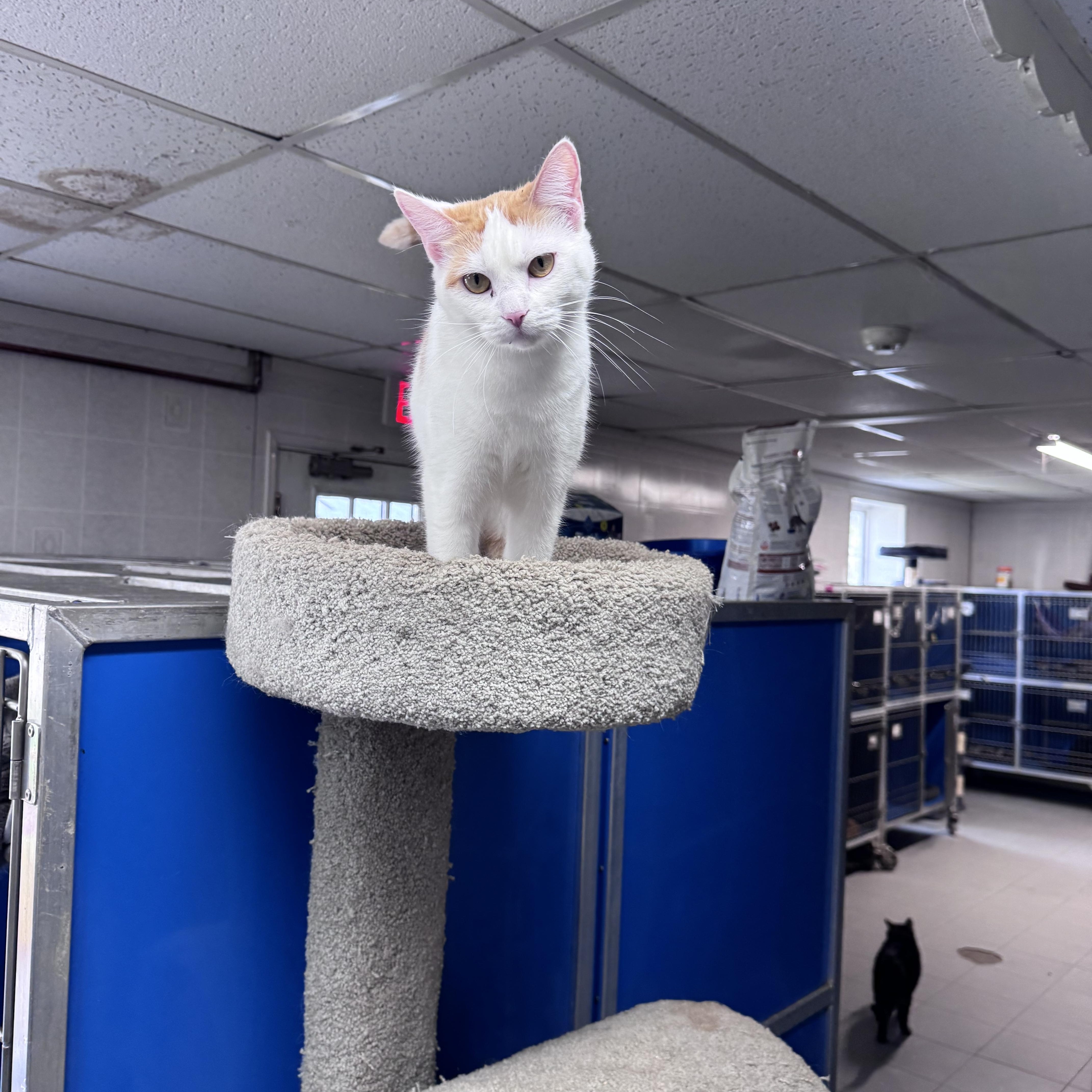An adult medium-sized female Orange & White Domestic Short Hair cat named Butterscotch for adoption in Hoopeston, IL