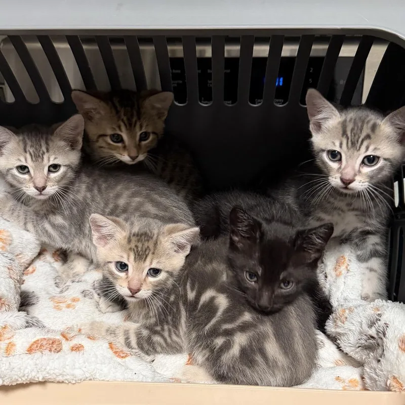 A baby small-sized female Gray / Blue / Silver Domestic Short Hair cat named Harper for adoption in Long Beach, CA