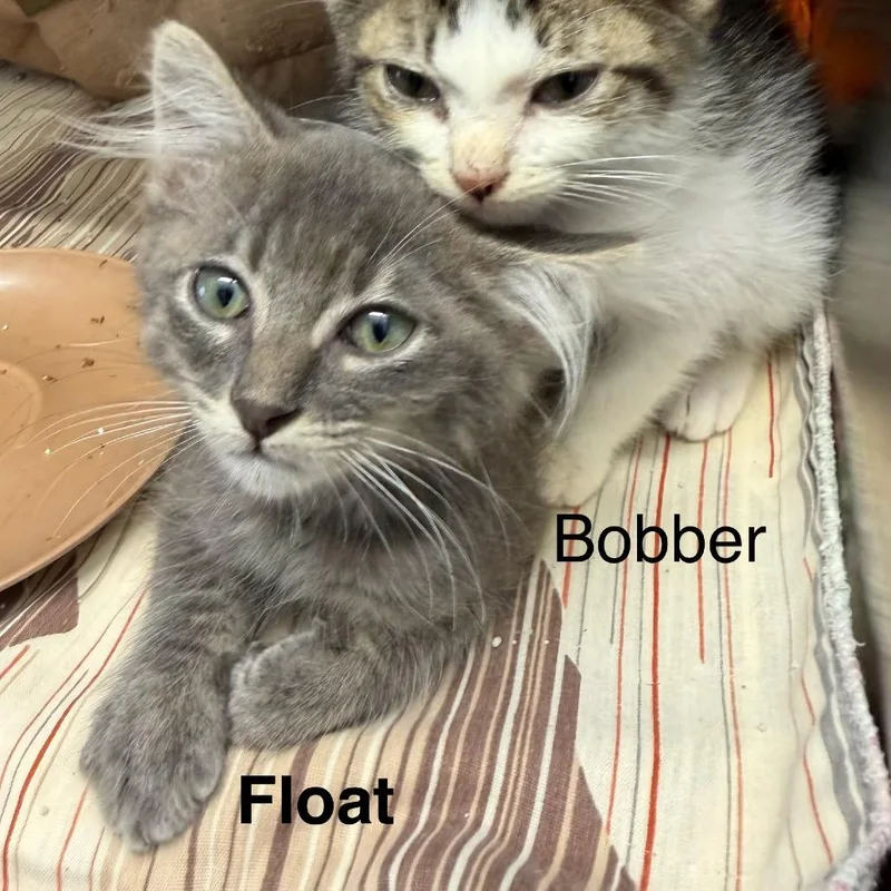 Float