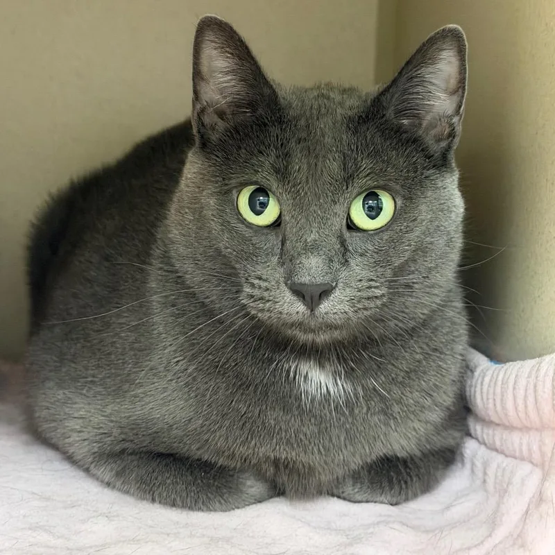 An adult medium-sized female Gray / Blue / Silver Domestic Short Hair cat named Daisy for adoption in Durango, CO