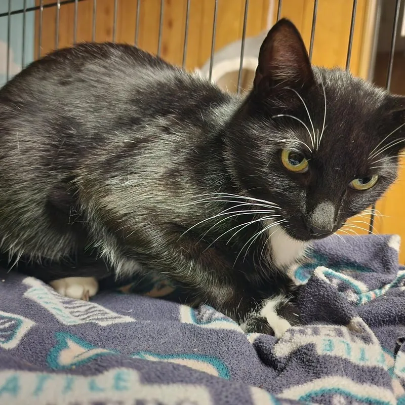 An adult medium-sized female Black & White / Tuxedo Domestic Short Hair cat named Alea for adoption in Graham, WA