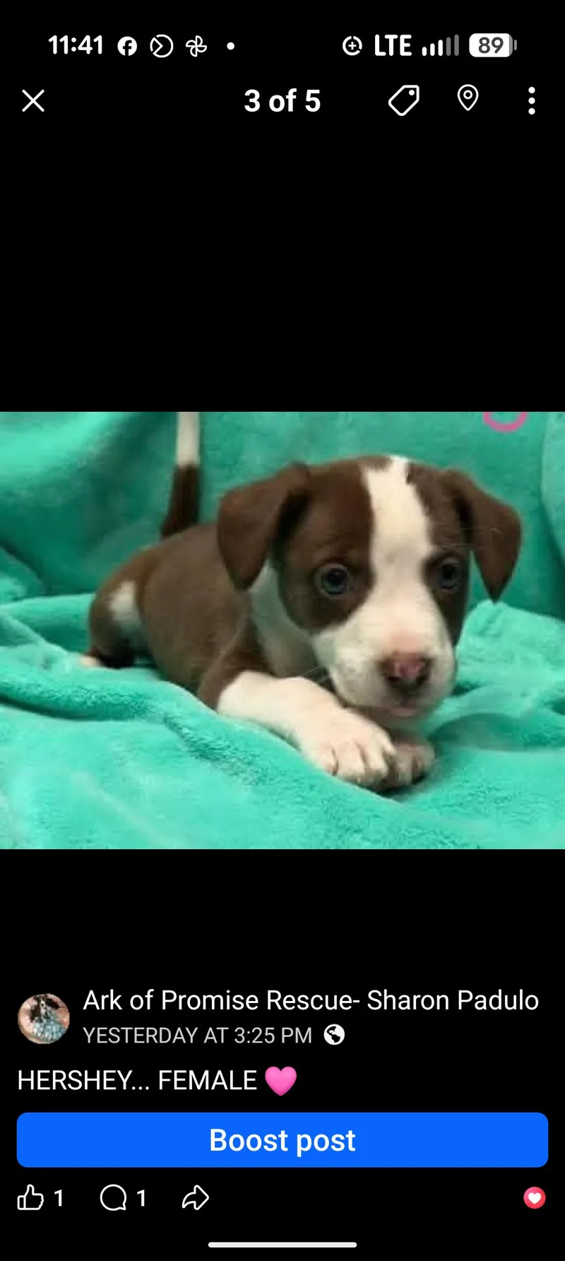 A baby medium-sized female Brown / Chocolate Chocolate Labrador Retriever dog named Hershey for adoption in Browns Mills, NJ