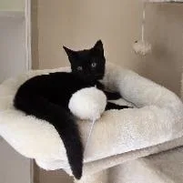 Duchess of Monroth thumbnail 4