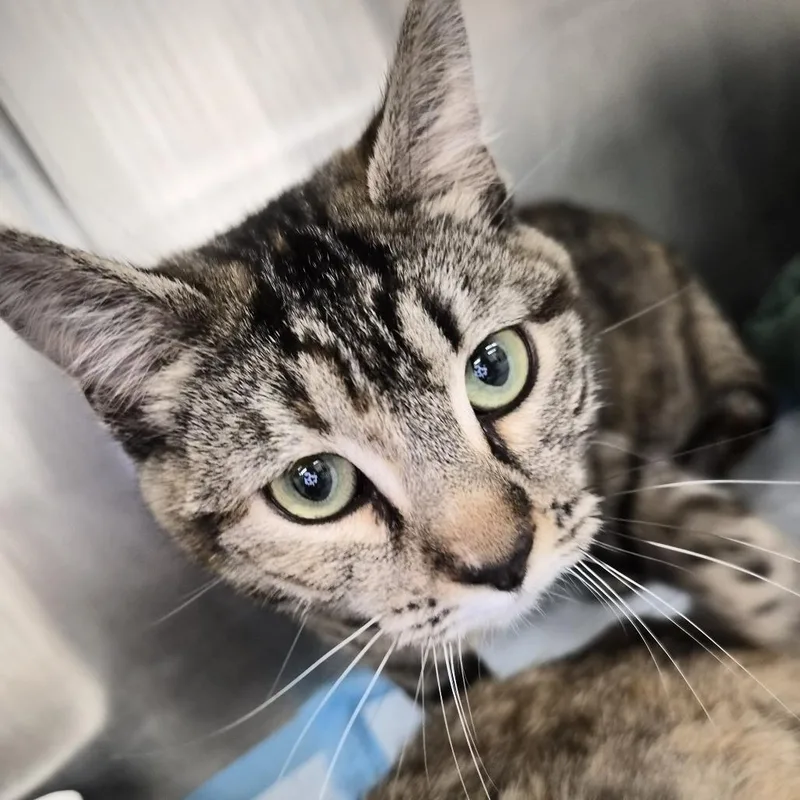 An adult medium-sized female Torbie Domestic Medium Hair cat named Mugsy for adoption in Salt Lake City, UT