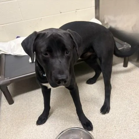 A young medium-sized male Black Labrador Retriever dog named Fat Albert for adoption in Novelty, OH