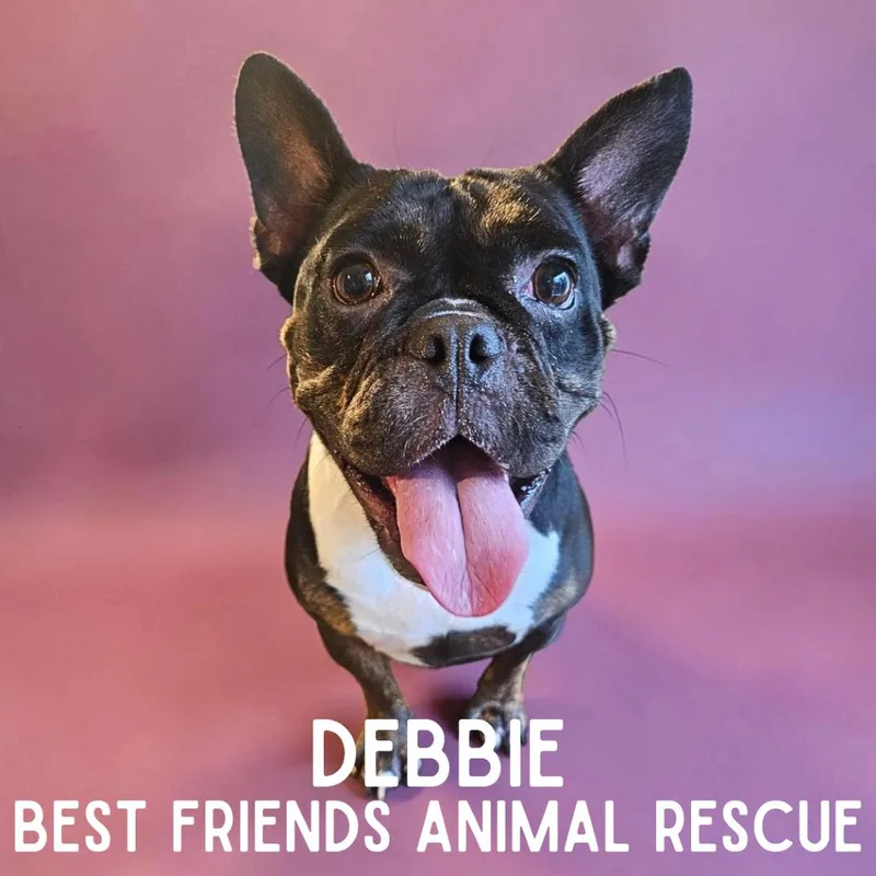 An adult small-sized female English Bulldog dog named Debbie for adoption in Wasilla, AK