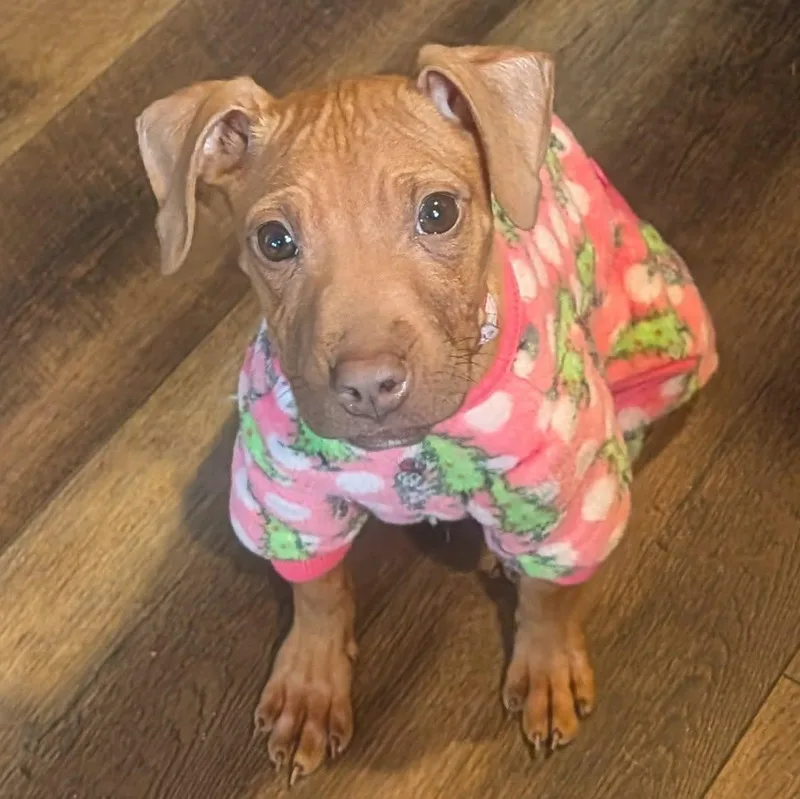 A young medium-sized female Yellow / Tan / Blond / Fawn Mixed Breed dog named River for adoption in Hilton, NY
