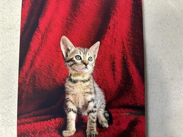 A baby small-sized female Domestic Short Hair cat named Lima Bean for adoption in Grand Prairie, TX