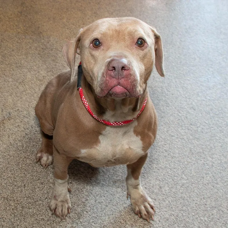 An adult medium-sized female Pit Bull Terrier dog named Cleo for adoption in Troy, OH