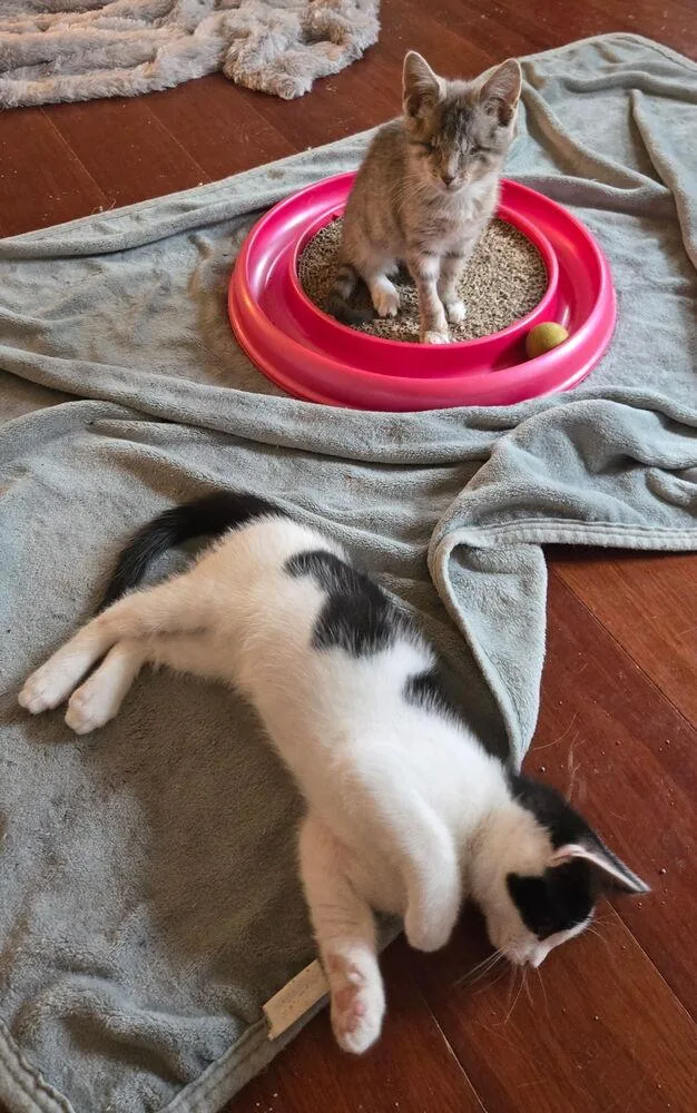 Roomba thumbnail 4