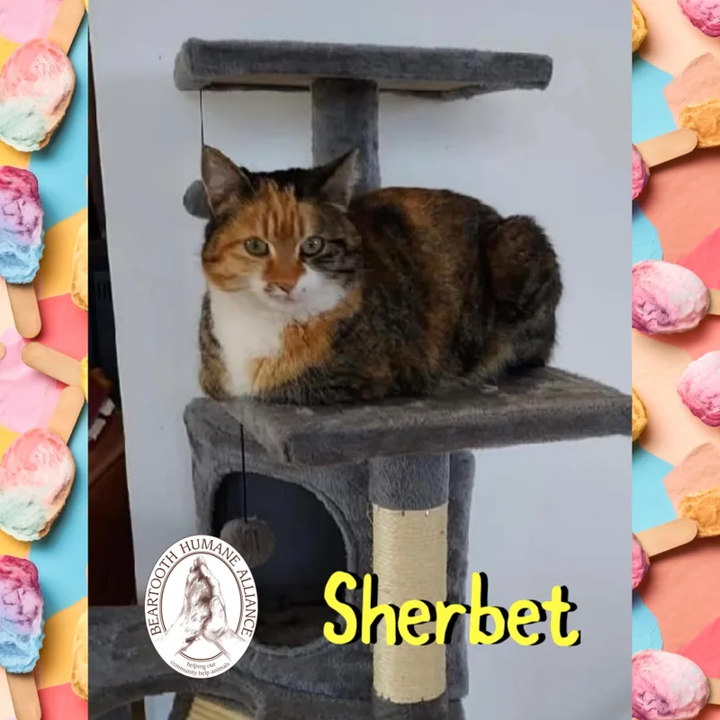 An adult medium-sized female Calico Domestic Short Hair cat named Sherbet for adoption in Red Lodge, MT