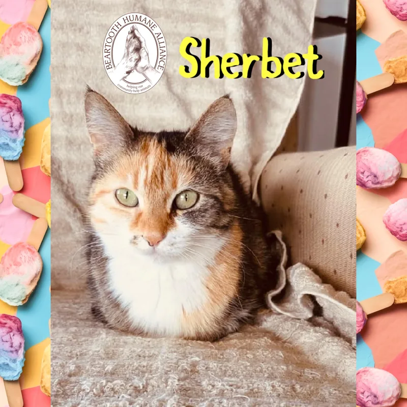 Sherbet thumbnail 2