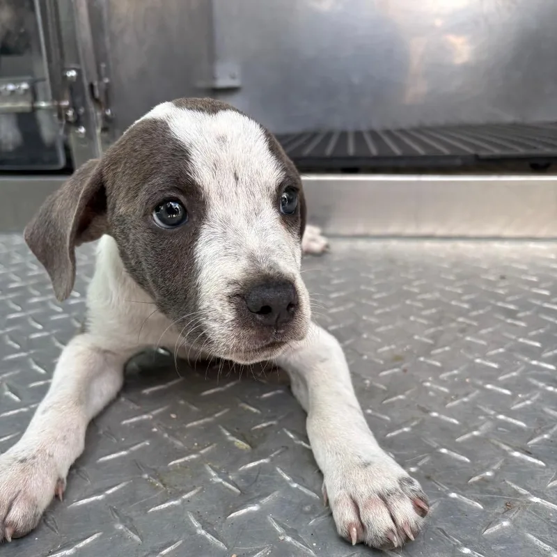 A baby small-sized female Brindle Mixed Breed dog named Mary for adoption in Bryan, TX