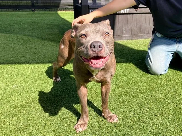 An adult large-sized female Pit Bull Terrier dog named Beabadoobee for adoption in Tustin, CA