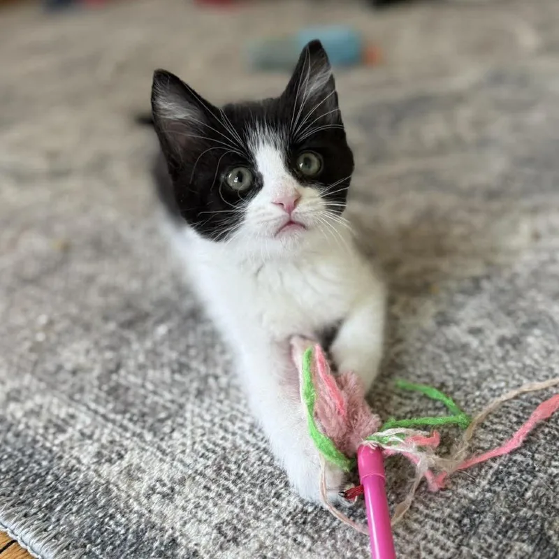 A baby small-sized male Black Domestic Short Hair cat named Angus for adoption in Plainfield, IL