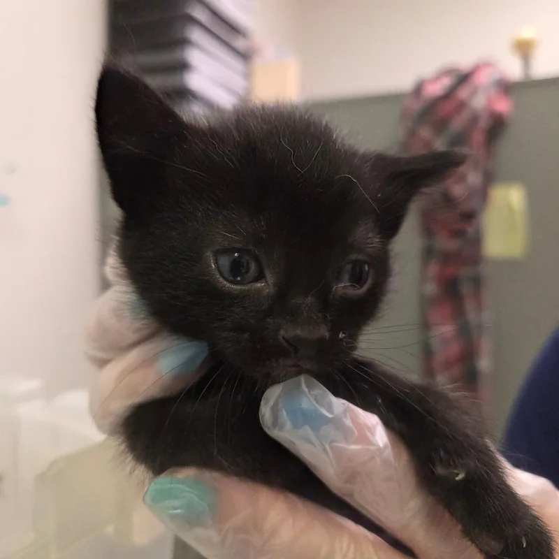 A baby small-sized female Black Domestic Medium Hair cat named Fudge for adoption in Charleston, WV